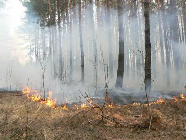 В Навлинском районе горело 3,5 гектара леса
