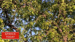 Чиновника в Новозыбкове оштрафовали за плохое обращение с деревьями