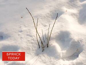 В Брянской области началось потепление, прогнозируется гололед и мокрый снег