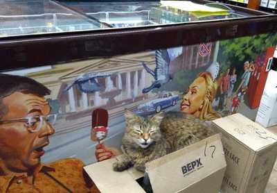 В Брянске продавцы магазина «Красное и Белое» спасли замерзающего котенка