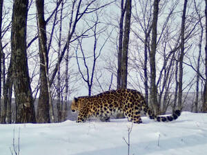 Стали известны итоги конкурса по выбору имени леопарда