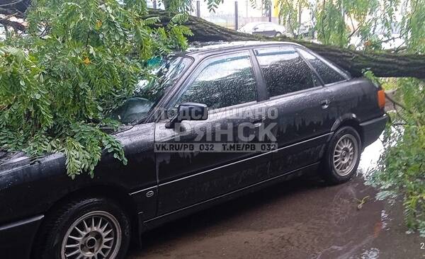 В Бежицком районе Брянска дерево упало на стоящий автомобиль