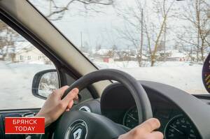 В Брянске участились случаи выхода диких животных на трассы