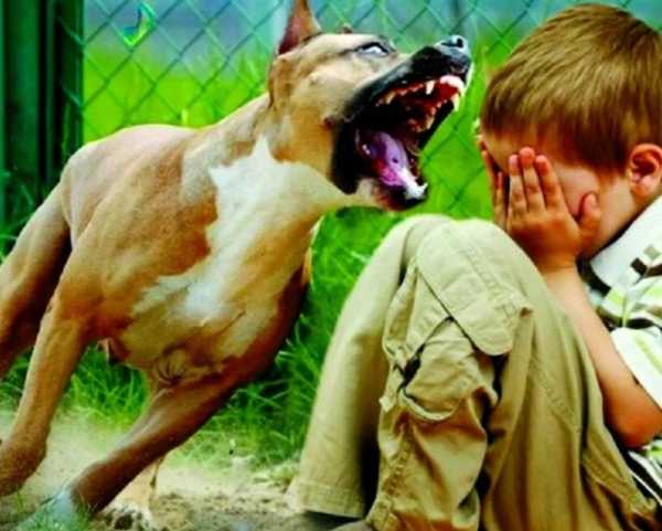  В Новозыбкове оштрафовали хозяина напавшей на ребёнка собаки