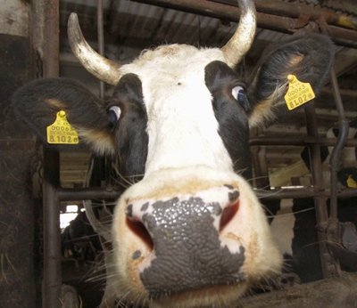 В Почепе у дагестанца отобрали 25 коров