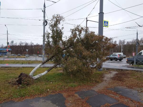 В Брянске ураган вырвал с корнем огромное дерево в Бежице