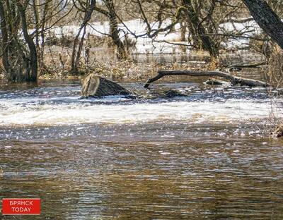 Брянские реки Десна и Болва стремительно выходят из берегов