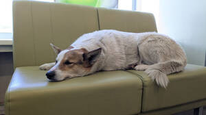 Собачья доля в брянском банке: здесь вам не «Додо-пицца»