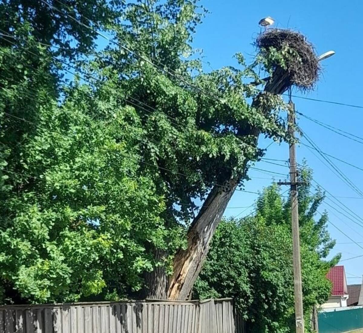 В Новозыбкове спасли гнездо с аистами с падающего дерева