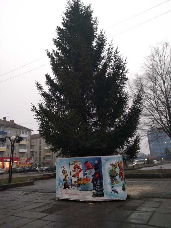 В Фокинском районе Брянска установили новогоднюю елку