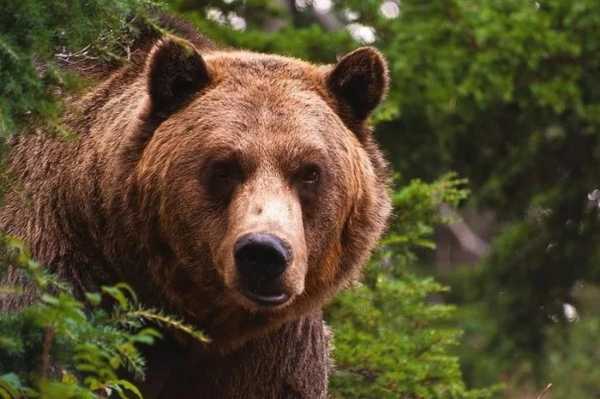 В Хабаровском крае пенсионерка спаслась от медведя