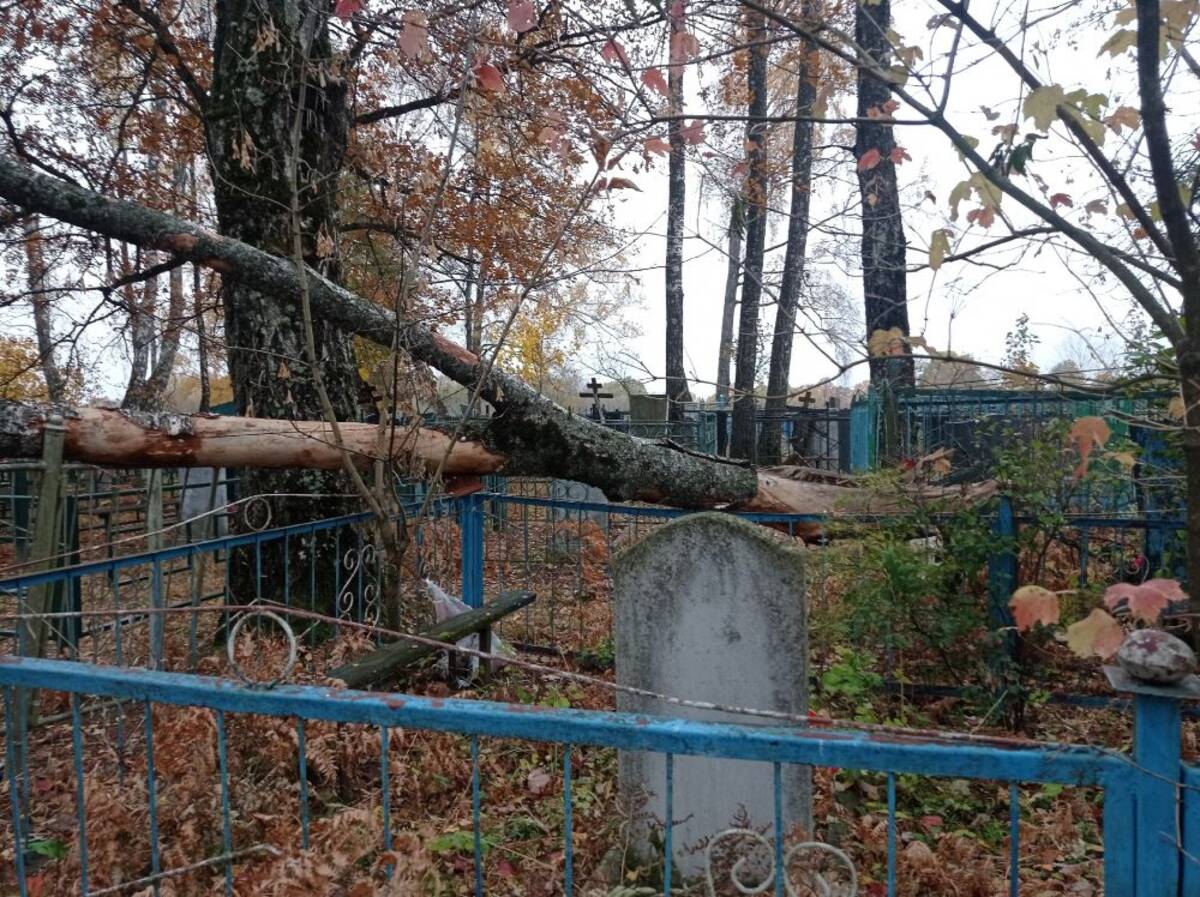 Кто должен убирать упавшие деревья на кладбище. Снежетьское кладбище Брянск. Нетьинское кладбище Брянск. Деревья на кладбище. Антоновское кладбище Брянск.