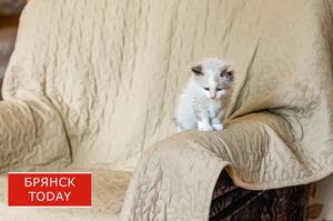 Брянских владельцев кошек и собак обяжут ставить их на учет