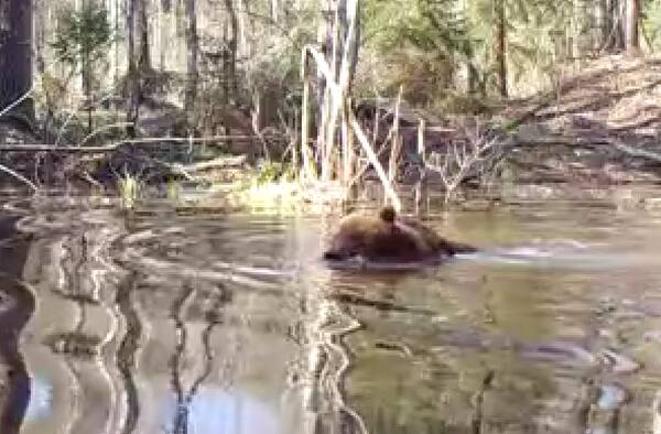 В брянском заповеднике сняли на видео купание медведя
