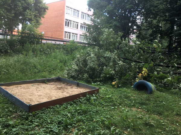 В Брянске дерево рухнуло на детскую площадку рядом с гимназией №7