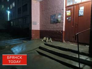 В Брянске утвердили правила отлова безнадзорных животных