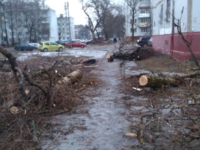 В Брянске коммунальщики спиленными деревьями завалили тротуар