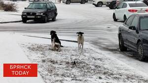 В Почепе выплатят компенсацию ребёнку, пострадавшему от укуса собаки
