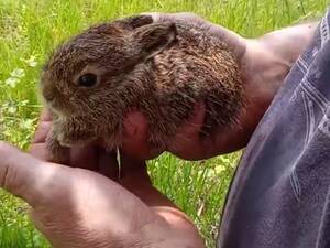 Маленький зайчонок спасен в заповеднике 