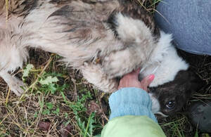 «История спасения»: в Брянске отыскали пропавшую корги Киму