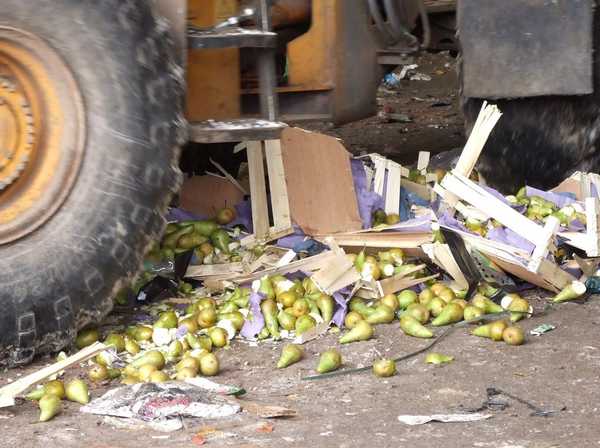 На Брянщине раздавили трактором 19 тонн турецких груш