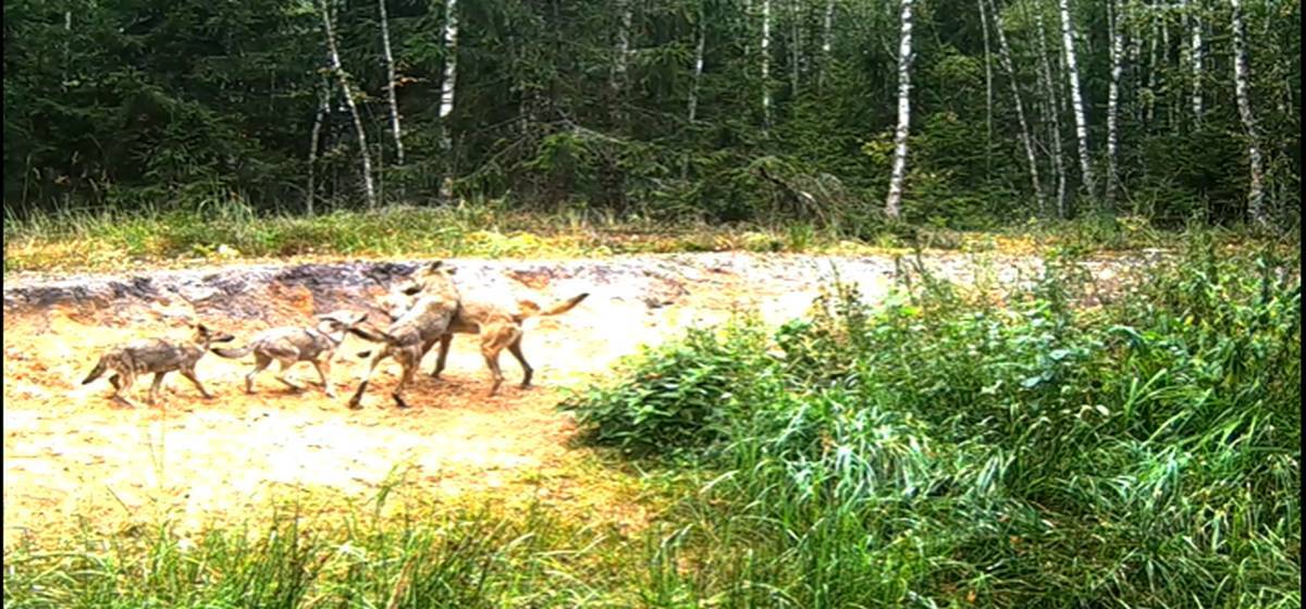 В заповеднике «Брянский лес» на видео попали играющие волчата