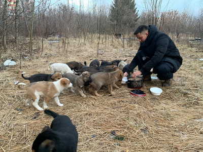 В Брянске волонтёры спасают большой выводок щенков на улице Степной