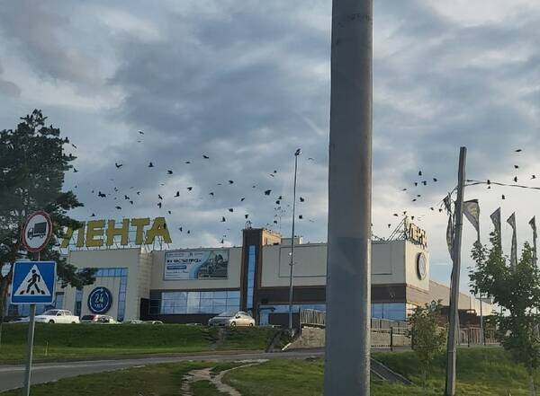 В Брянске над ТРЦ «Аэропарк» заметили нашествие птиц