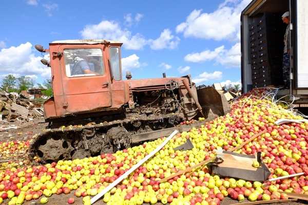 В Брянской области раздавили трактором 41 тонну подозрительных яблок