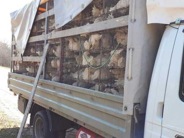 На Брянщине задержали 3 грузовика с птицами и телятами без документов