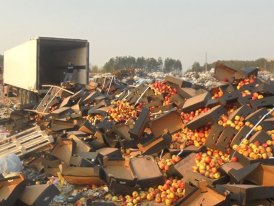 На Брянщине раздавили трактором 28,4 тонны подозрительных яблок