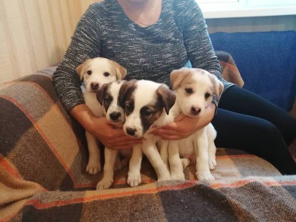 В Брянске ищут любящих хозяев для пяти щенков