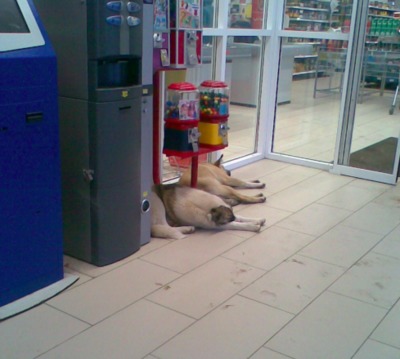 В Брянске бродячие псы захватили супермаркет «Магнит»