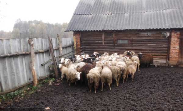 В Брянской области задержали 20 овец без документов