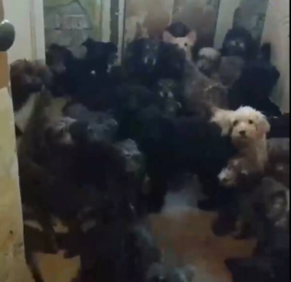 В Тольятти женщина завела 120 собак в квартире 