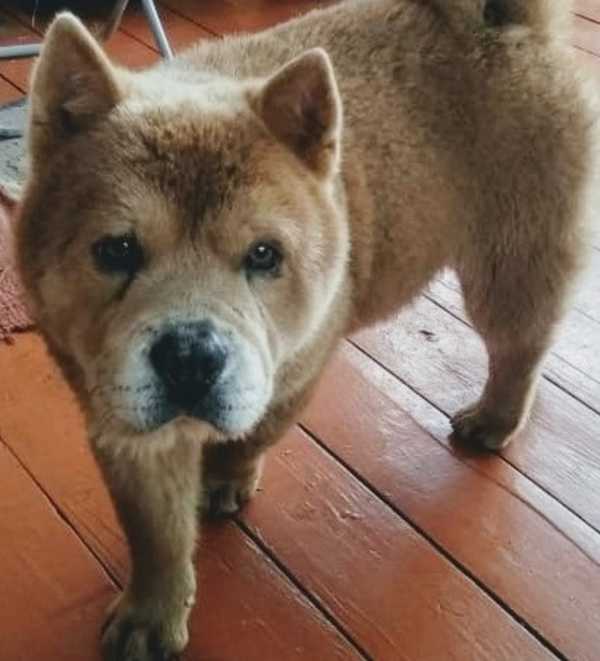 В Брянске ищут пропавшую собаку породы чау-чау