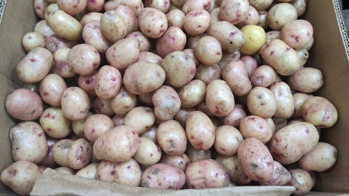 В магазинах крупных ритейлеров Брянска картофель продают по 14 рублей