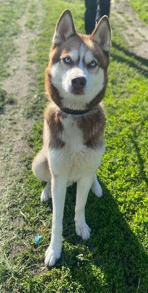 В Брянской области ищут пропавшего рыжего хаски Купера