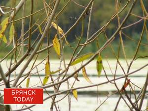 Сегодня в Брянской области ожидаются дождь, мокрый снег и гололед