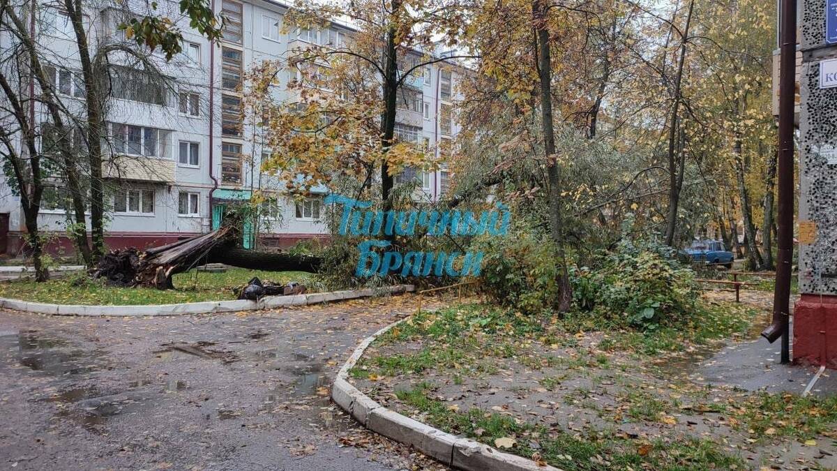 В Брянске во дворе по улице Костычева упало дерево