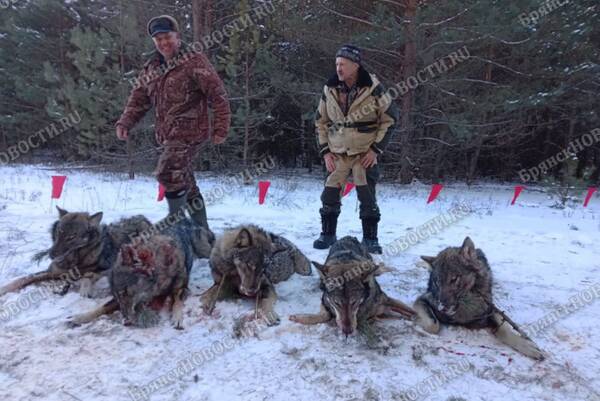 В Новозыбковском округе охотники застрелили стаю волков