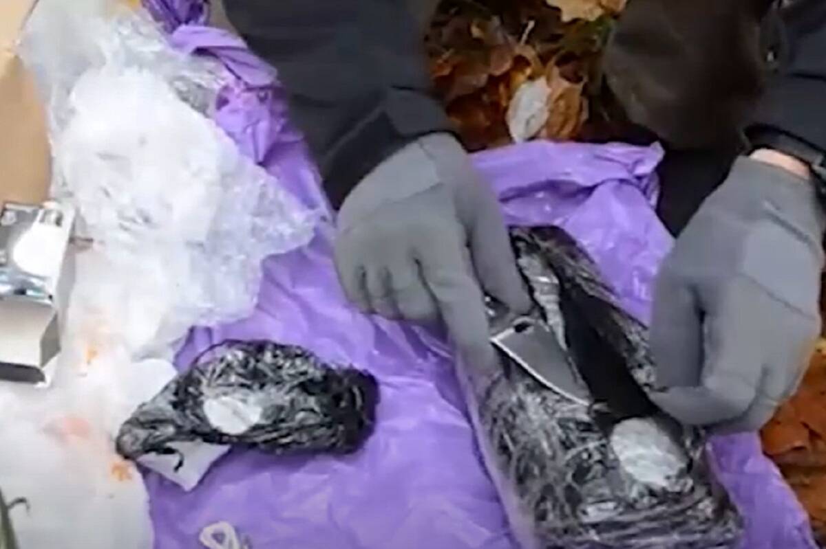 Фото террориста в брянске. Лепестки взрывное устройство. Взрывное устройство маскируются. Изъятие.