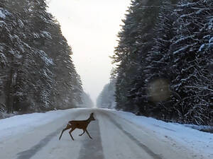 В Жуковском районе качество уборки дорог от снега проверила косуля