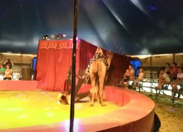 В Климове в цирке верблюд взбесился и покалечил наездницу