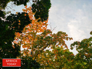 Дождливый и прохладный понедельник спрогнозировали брянцам синоптики