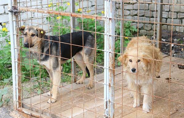 В Брянске на пожизненный срок в приюте оставили 40 агрессивных собак