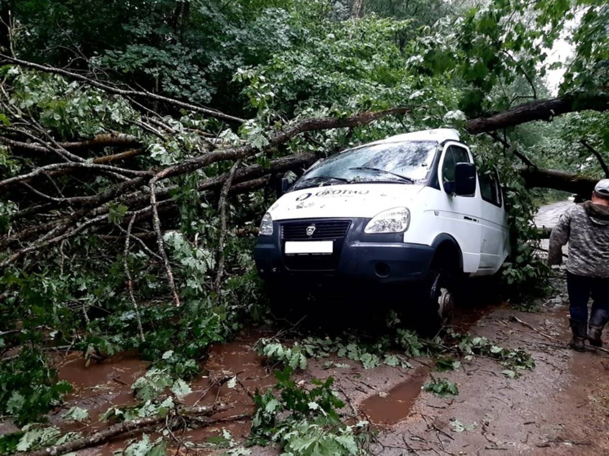 В Локте упавшее дерево покалечило двух пассажиров «ГАЗели» | 08.08.2023 |  Брянск - БезФормата