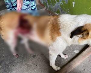 Под Брянском обнаружена изрезанная ножом собака