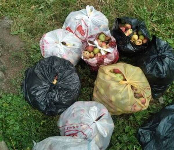 Брянских мусорщиков рассердили мешки с яблоками на контейнерных площадках   