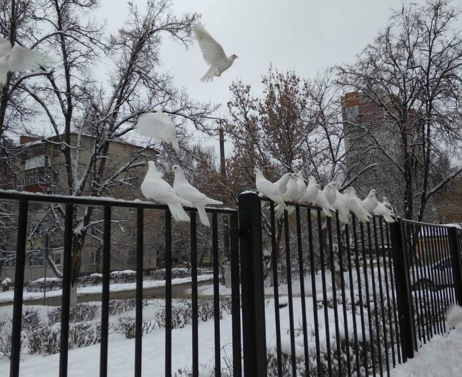 Брянцы спасли стаю замерзающих белых голубей
